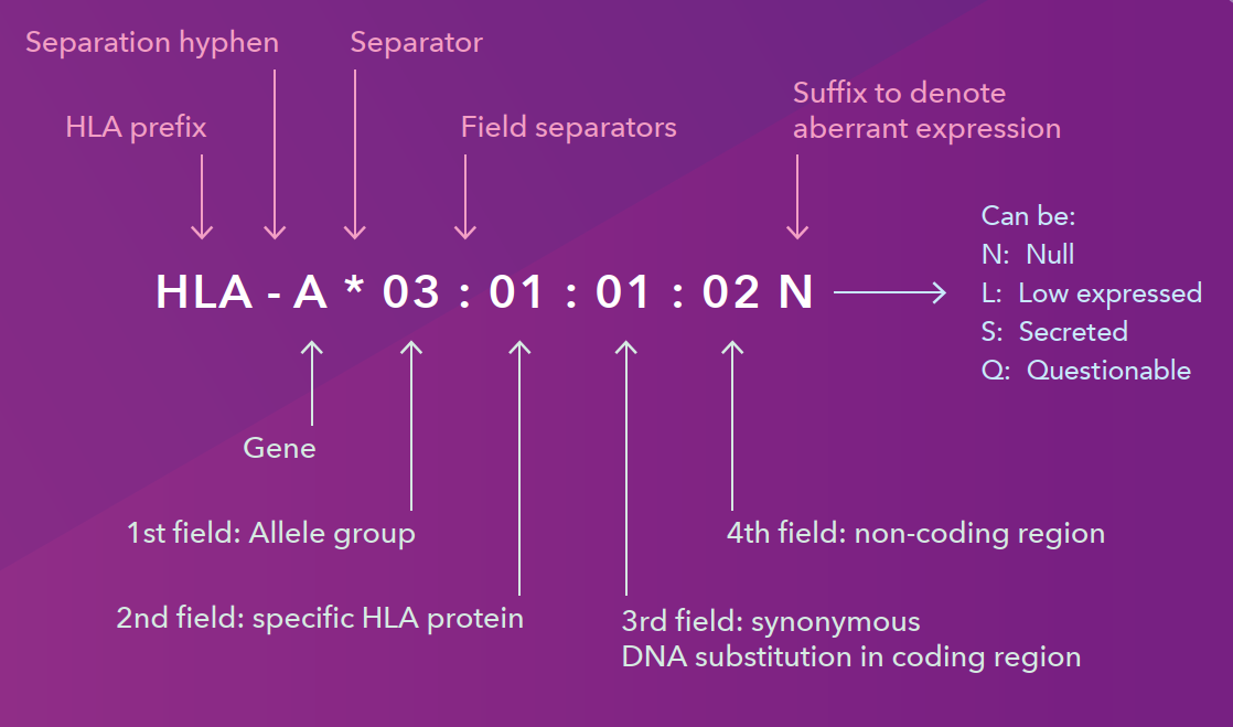 Engine Hla Structure HLA nomenclature: Structure of HLA allele names