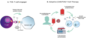 Schematic representation of two HLA-restricted therapy strategies