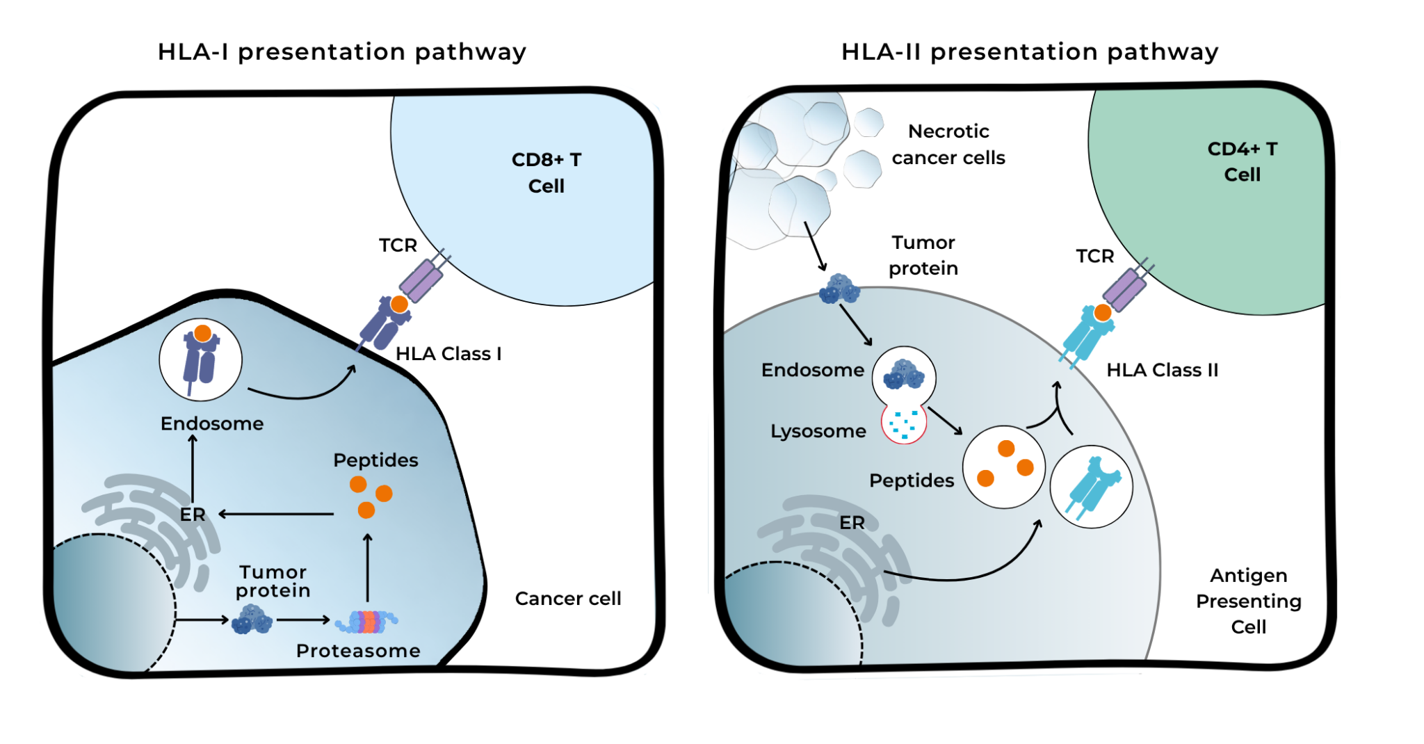 Introduction to HLA in tissue and tumor microenvironment